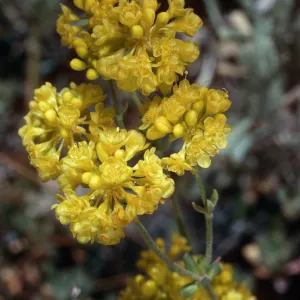 Eriogonum umbellatum, meadow #1, Yellowjacket Campground