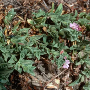 Boisduvalia, meadow #1, Yellowjacket Campground