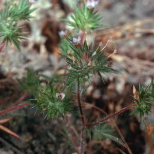 Navarretia, meadow #1, Yellowjacket Campground