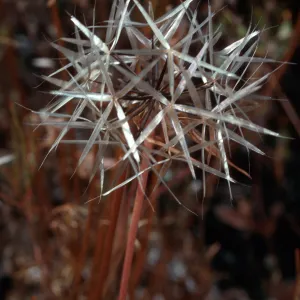Microseris lindleyi, meadow #1, Yellowjacket Campground
