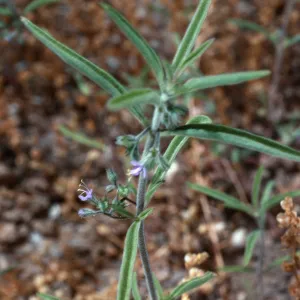 Trichostema, meadow #1, Yellowjacket Campground