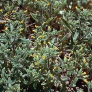 Mimulus pilosus, Northeast end, meadow #2, Yellowjacket Campground