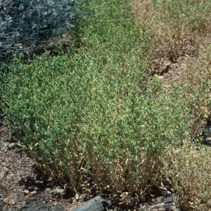 Mimulus pilosus, Northeast end, meadow #2, Yellowjacket Campground