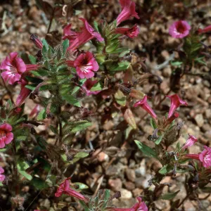 Mimulus, meadow #3, Yellowjacket Campground