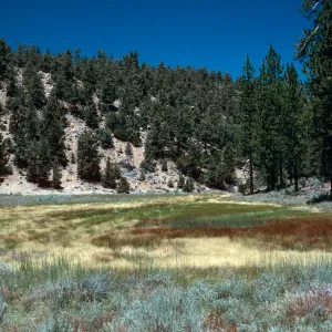 meadow #3, looking East, Yellowjacket Campground