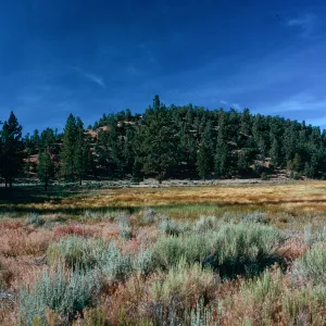 meadow #3, looking Northeast, Yellowjacket Campground
