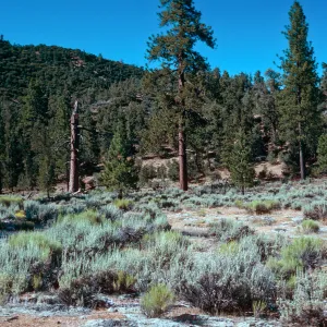 North arm of meadow #3, Yellowjacket Campground