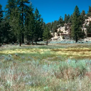 West end of meadow #3, looking North, Yellowjacket Campground