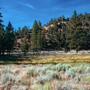 West end of meadow #3, looking North, Yellowjacket Campground