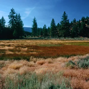 brown=Eleocharis, meadow #3, looking North, Yellowjacket Campground