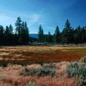 brown=Eleocharis, meadow #3, looking North, Yellowjacket Campground