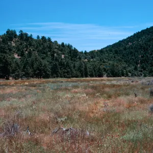 meadow #4, looking East, Yellowjacket Campground