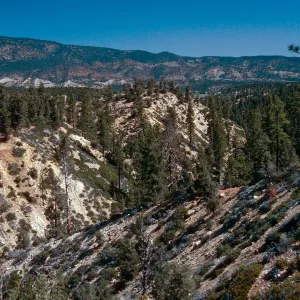West end of Yellowjacket Trail, Yellowjacket Campground