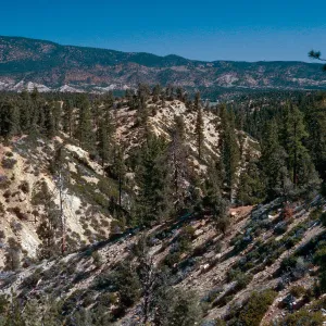 West end of Yellowjacket Trail, Yellowjacket Campground