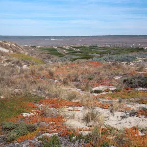 backdunes at Surf, Santa Ynez River, Santa Barbara County