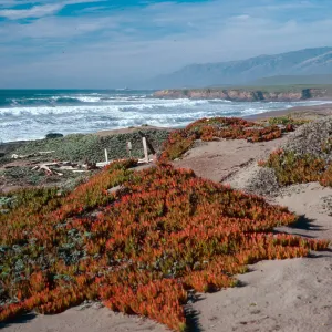 just North of Point Piedras Blancas lighthouse, San Luis Obispo County