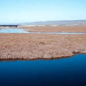 Surf, salt marsh at Ocean Park, Santa Ynez River, Santa Barbara County