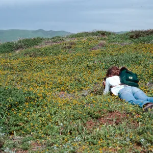 Beth Steele, Amsinckia, North of Point Conception, Santa Barbara County