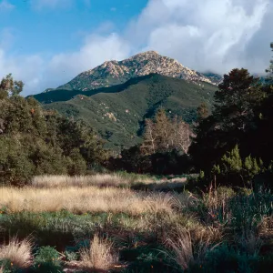 meadow, Santa Barbara Botanic Garden, Santa Barbara County