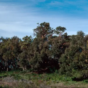 Arbutus, Quercus, Refugio Pass, Santa Barbara County