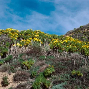 Coreopsis gigantea, Point Sal, Santa Barbara County