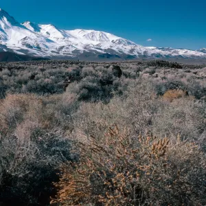 Sierra Nevada, 10 miles North of Independence, Inyo County