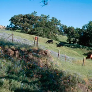 San Luis Obispo County