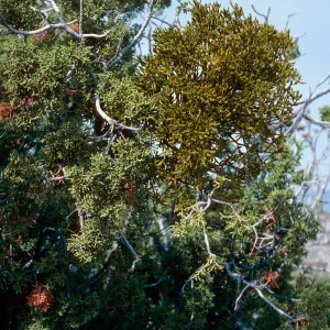 Anza-Borrego State Park