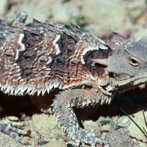 Horned Lizard, Lake Cachuma burn, Santa Barbara County