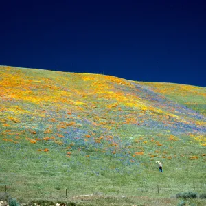 Gorman