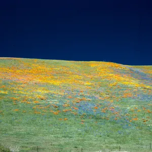 Gorman