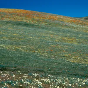 Gorman
