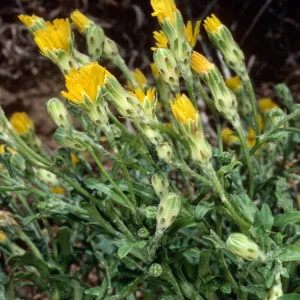 San Nicolas Island