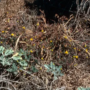 San Nicolas Island