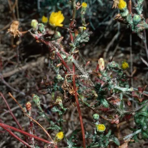 San Nicolas Island