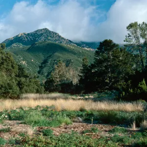 meadow, Santa Barbara Botanic Garden