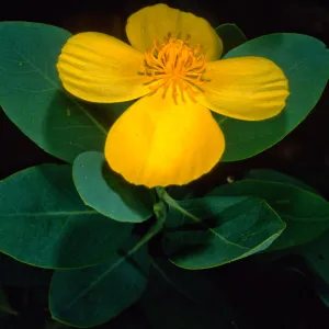 Dendromecon harfordii, Santa Barbara Botanic Garden