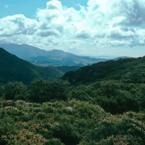 Chaparral, San Augustine Canyon, Hollister Ranch, Santa Barbara County