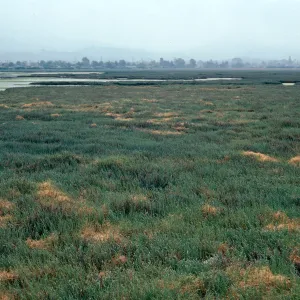 Carpinteria Slough, Santa Barbara County