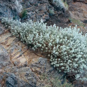 Salvia funerea (Death Valley Sage)