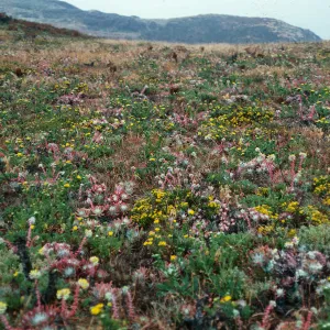 terrace, near campground, East Anacapa Island