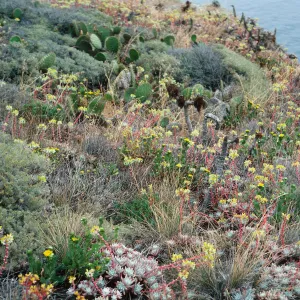 Dudleya (liveforevers), Artemisia (Sage brush), Opuntia (Prickly-pear), just West of Knife Edge, Middle Anacapa Island