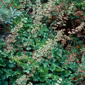 Heuchera maxima, upper West fork of Summit Canyon, West Anacapa Island