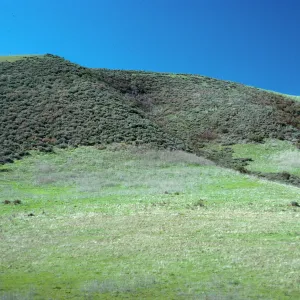 Coasal Sage--Grassland, Highway 1, South of Lompoc, Santa Barbara County