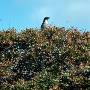 Jay, South ridge, Santa Cruz Island