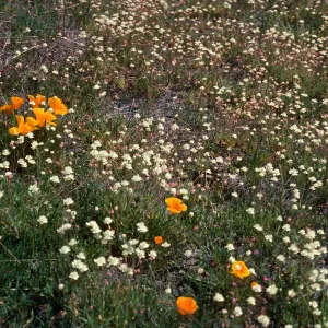 19 Oaks Trail, Santa Barbara County