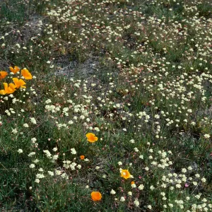 19 Oaks Trail, Santa Barbara County