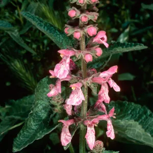 Stachys, Valley Road by Western Pines, Santa Barbara County