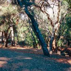 Oak Woodland, Nojoqui Falls County Park, Santa Barbara County
