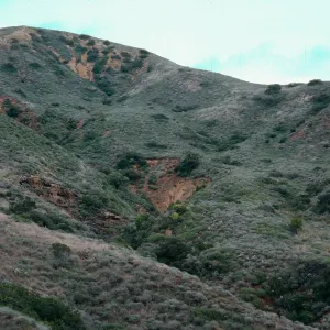 Coastal Sage Scrub, offshore slopes, East of Valley Anchorage, Santa Cruz Island